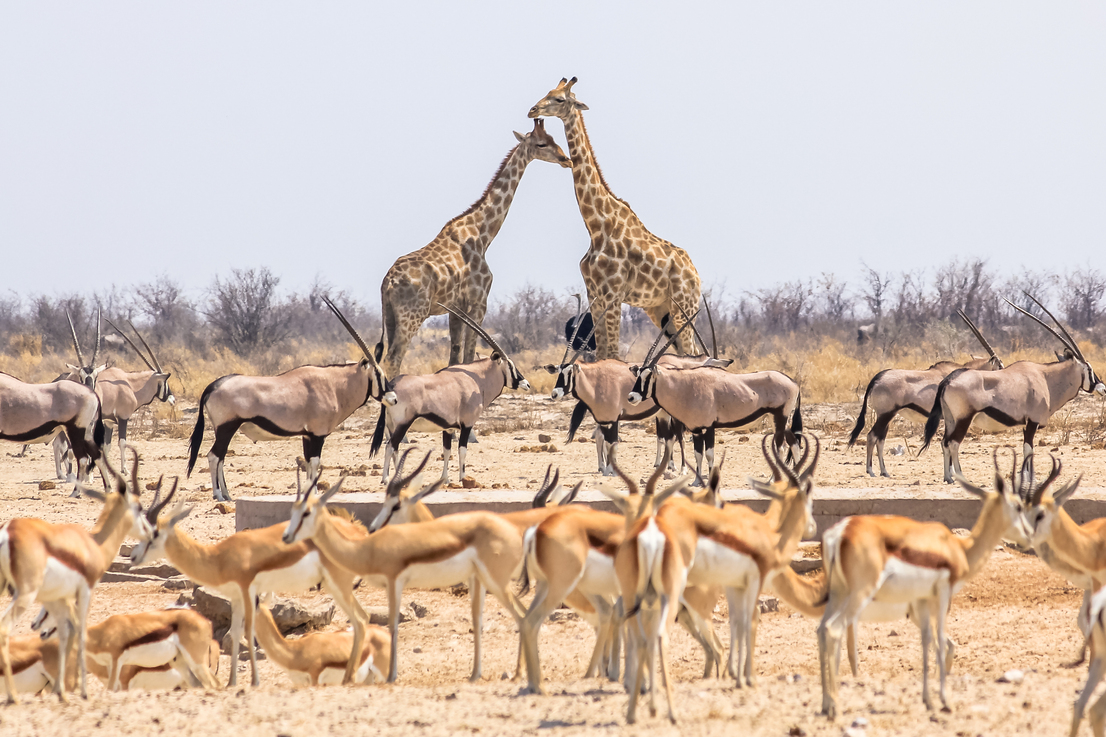 giraffes-against-clear-sky